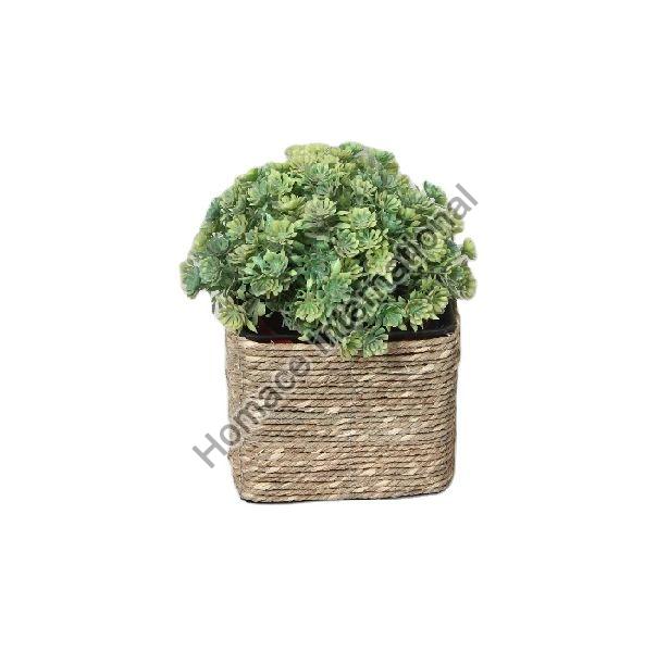 CLASSIC NATURAL SEA GRASS TABLE TOP PLANTER FOR OFFICE AND HOME DECORATION