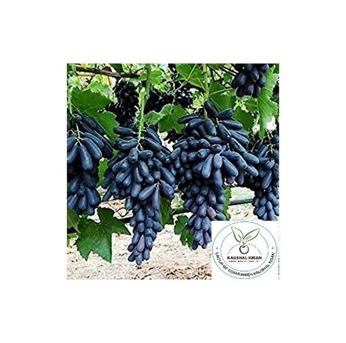 Black Grapes Plant
