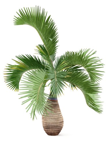 Bottle Palm Plant