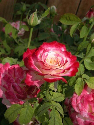 Hybrid Tea Rose Plant