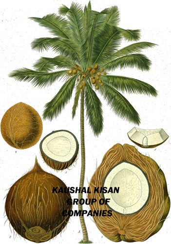Organic Coconut Plant