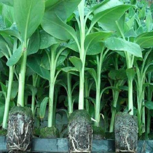 Banana Plant in 6 inch Nursery Pot