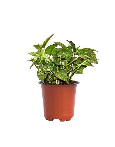 Green Variegated Money Plant with 5 Inch Nursery Pot