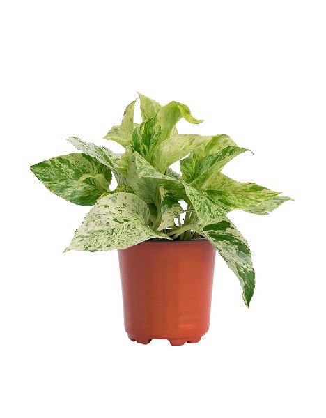 Marble Queen Money Plant with 4 Inch Nursery Pot