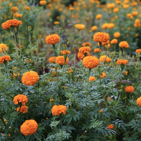 Marigold Plant