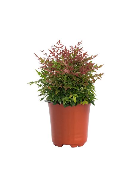 Nandina Domestica Plant with 4 Inch Nursery Pot