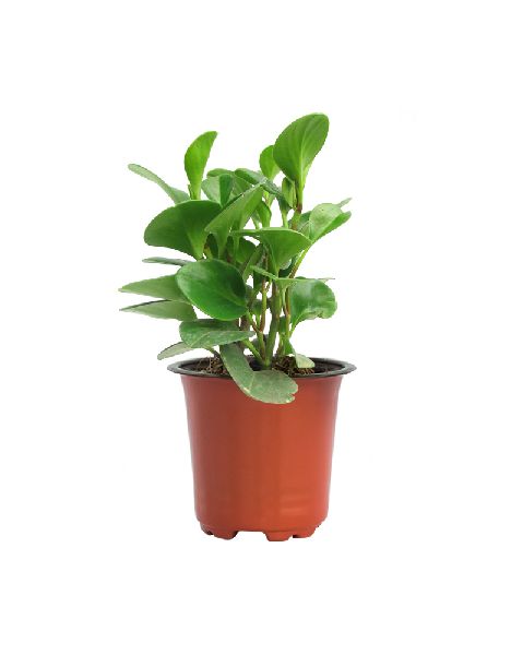 Peperomia Green Plant with 6 Inch Nursery Pot
