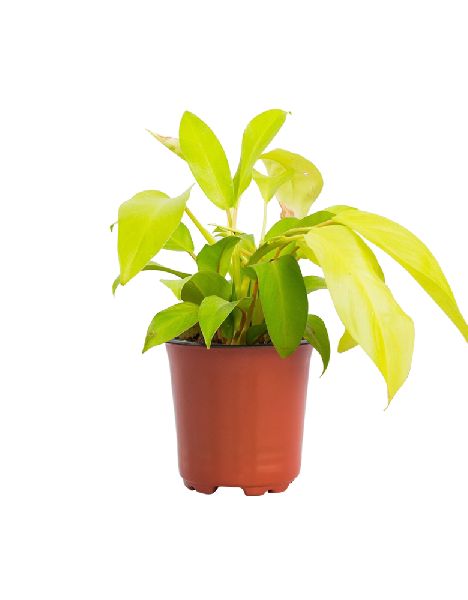 Philodendron Lemon Lime Plant with 4 Inch Nursery Pot