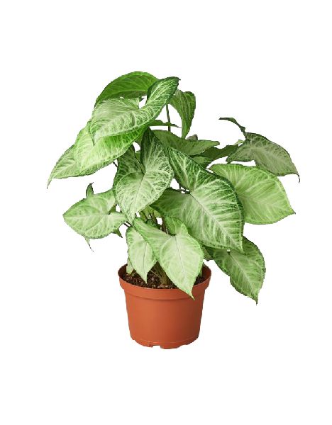 Syngonium Butterfly White Plant with 5 Inch Nursery Pot