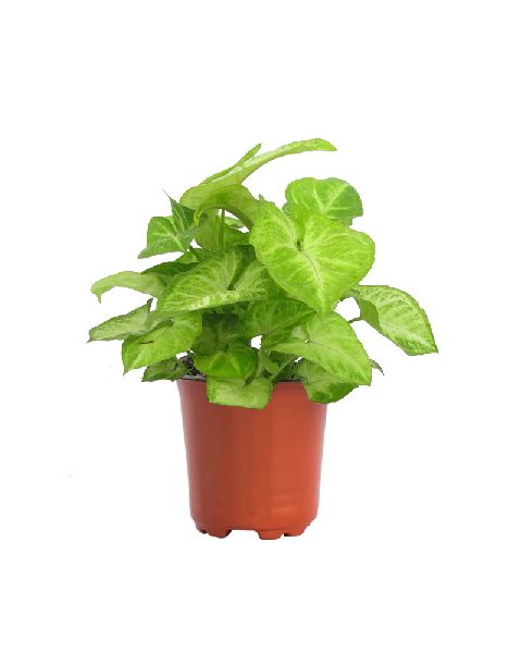Syngonium Green Plant with 4 Inch Nursery Pot