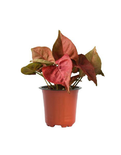 Syngonium Red Plant with 4 Inch Nursery Pot