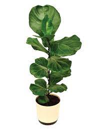 Fig Plant