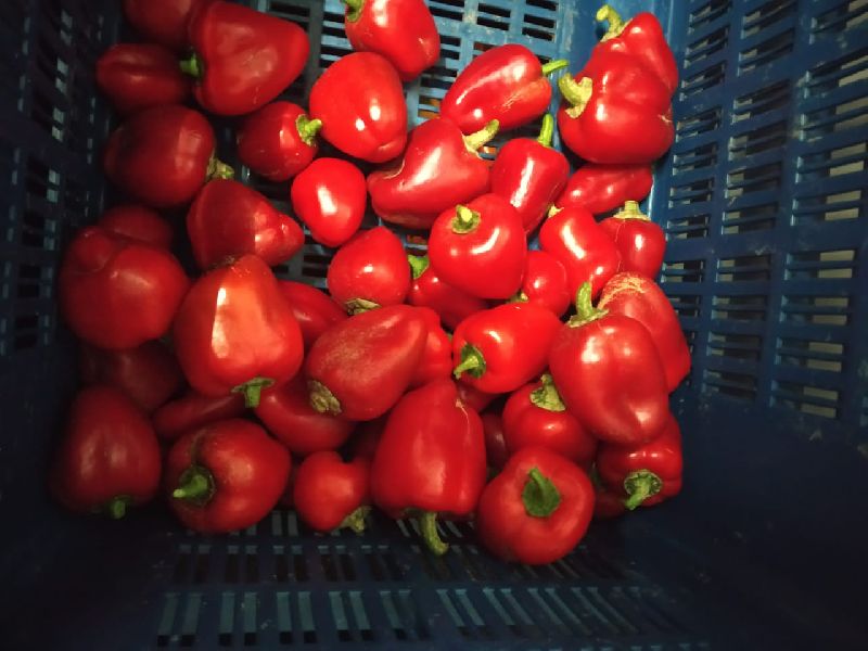 (B Grade) Red Snacky Peppers