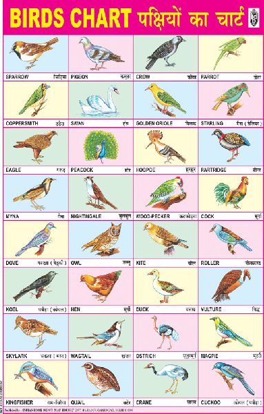 Birds Educational Wall Chart