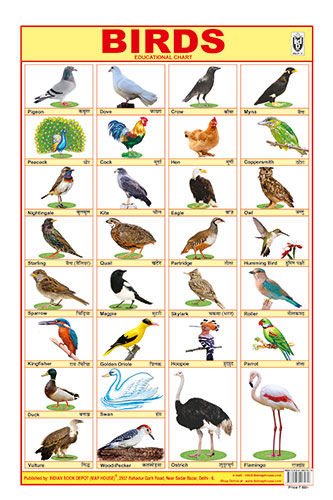 Birds Hard Laminated Chart