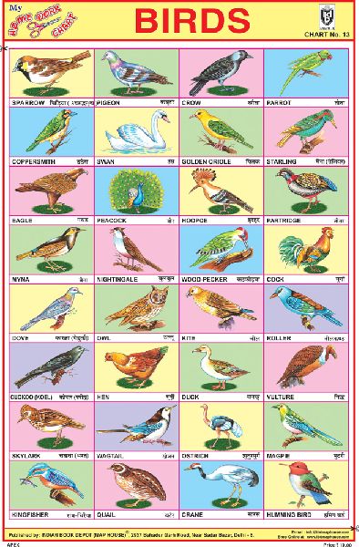 Birds Sticker Chart