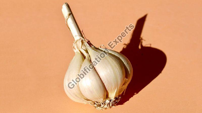 G-282 Fresh Garlic