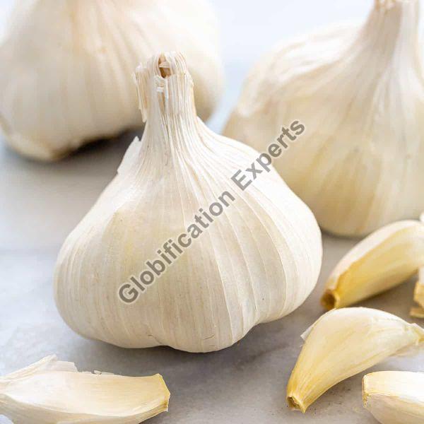 G50 Fresh Garlic