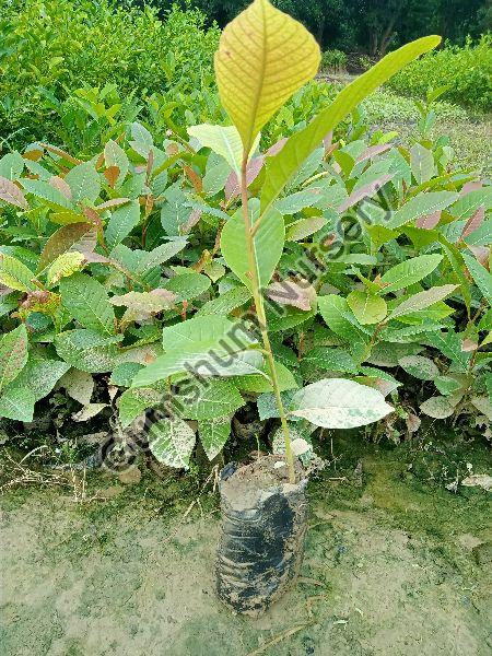 Mahua Plant