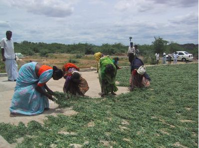 SI INDIGO FARMERS