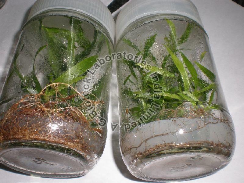 Acacia X Mangium Tissue Culture Plants