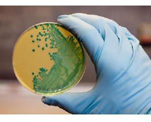 Agar Agar Bacteriological Grade