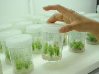 Agar Agar Plant Tissue Culture Grade