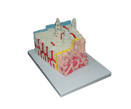Bone Microstructure Model