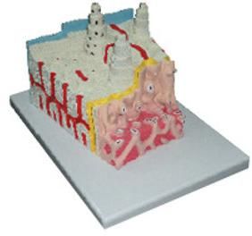 Bone Microstructure Model