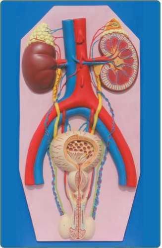 Human Excretory System Model