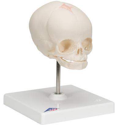 Human Fetal Skull Model
