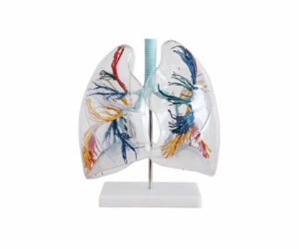 Human Lung Segment Model