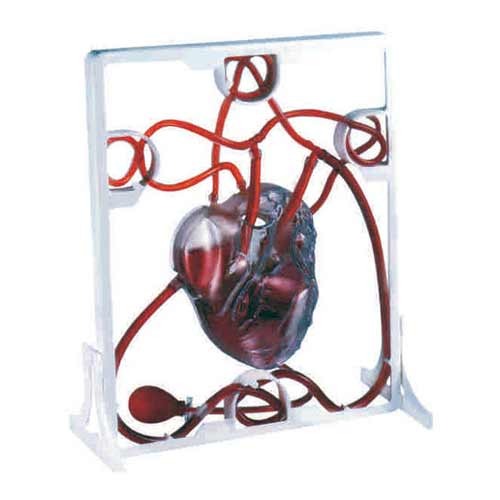 Human Pumping Heart Model