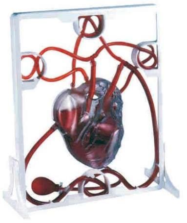 Human Pumping Heart Model