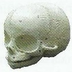 Infant Skull Model
