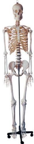 Life Size Human Skeleton With Stand