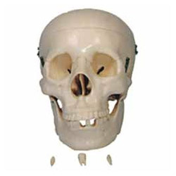 Life Size Human Skull Model
