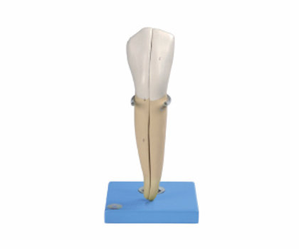 Lower Canine Human Tooth Model