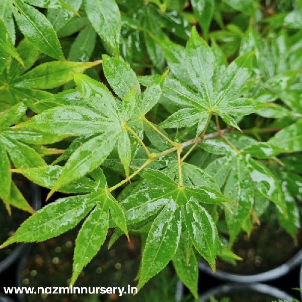 Acher Palmatum'Lucky Star'Plant