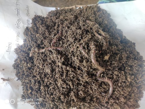 Organic Earthworm