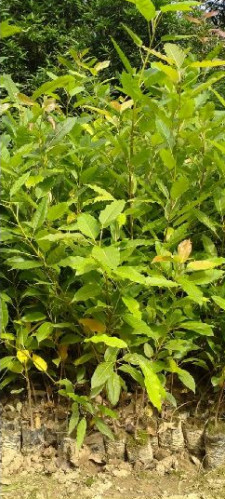 Green Pakad Plant