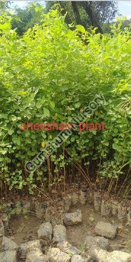 Sheesham Plant