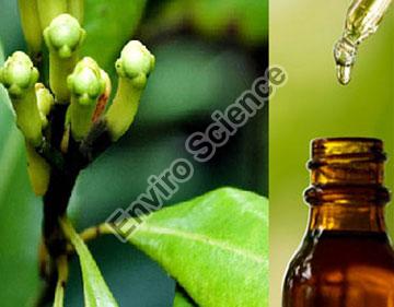 Eugenol Oil