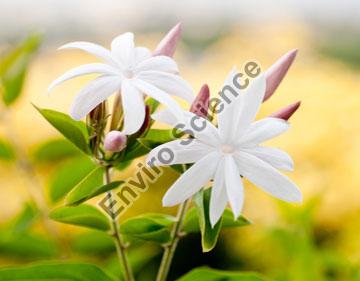 Jasmine Oil