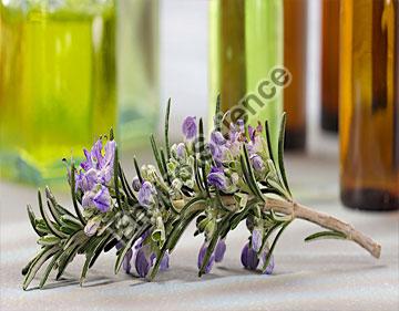 Thyme Oil