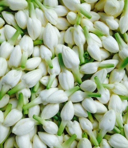 Fresh Jasmine Flower Manufacturer Supplier in Medinipur India