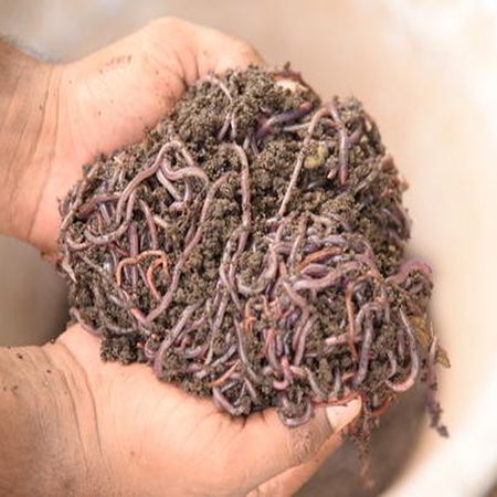Earthworm Fertilizer