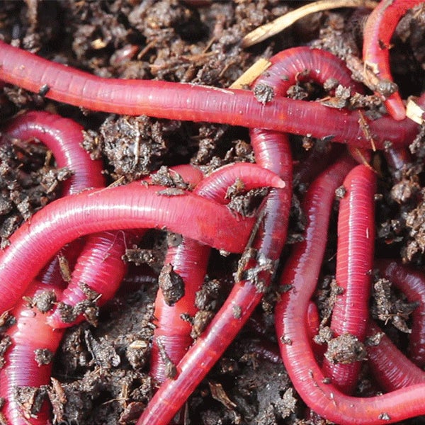 Vermicompost Red Worms