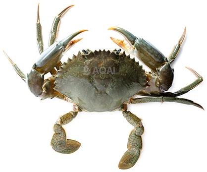Green Mud crab, Scylla Serrata (Mega)