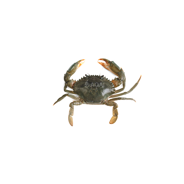 Green Mud crab, Scylla Serrata (Regular)